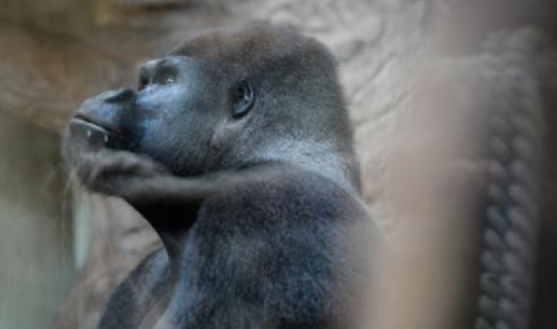 <em>The Ghosts In Our Machine</em> is Acquired by Indiecan Entertainment <em>The Ghosts In Our Machine</em> is Acquired by Indiecan Entertainment