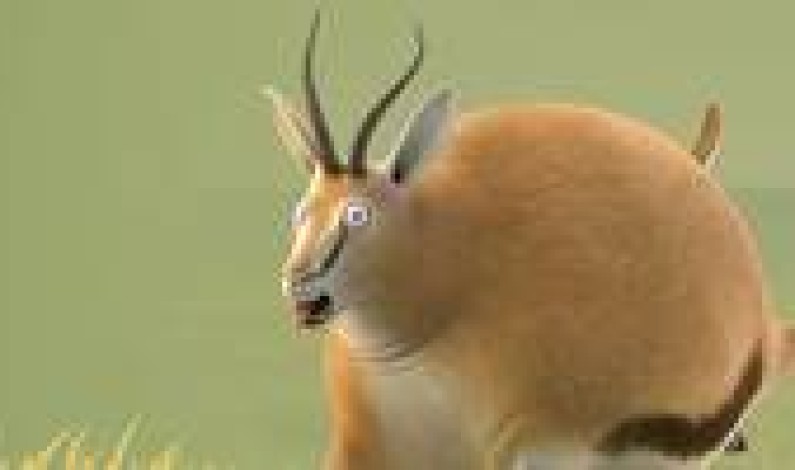 Stuttgart Festival of Animated Film Nominees for the Animated Film Stuttgart Festival of Animated Film Nominees for the Animated Film